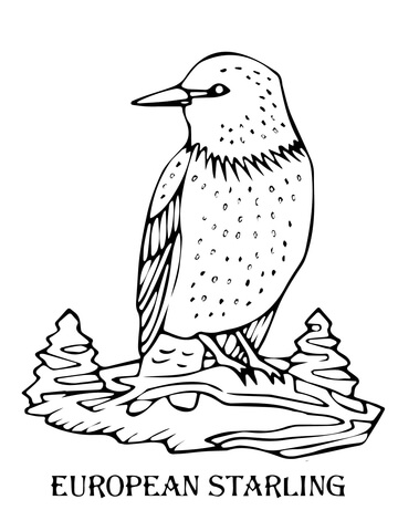 European Starling Coloring Page